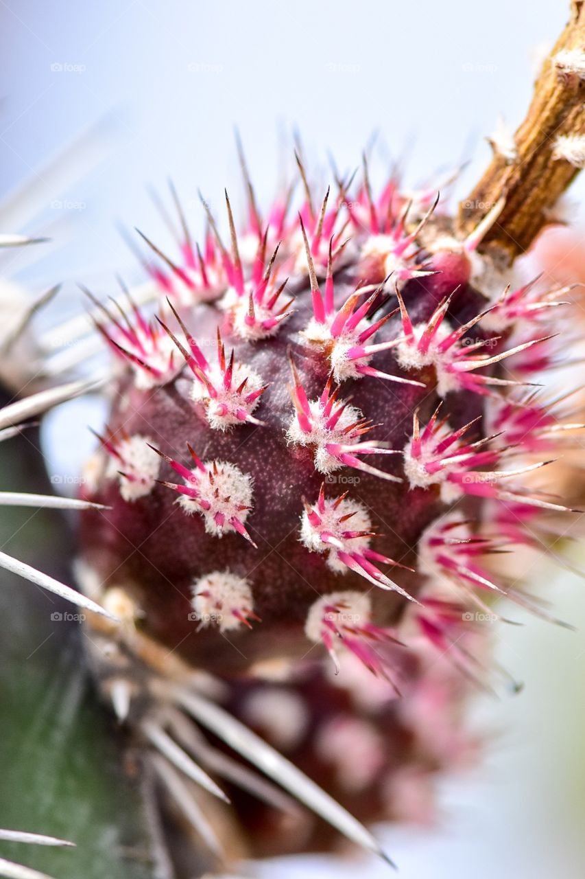 Pink, cactus