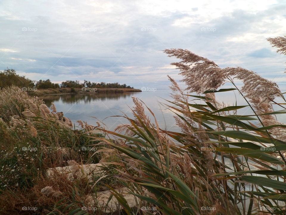 Seascape and reed in Camargue in Arles in France