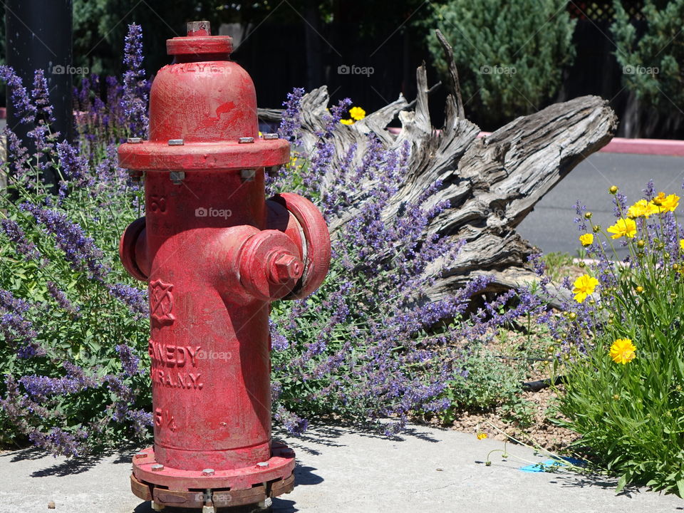 A red fire hydrant amongst beautiful landscaping on a sunny summer day 
