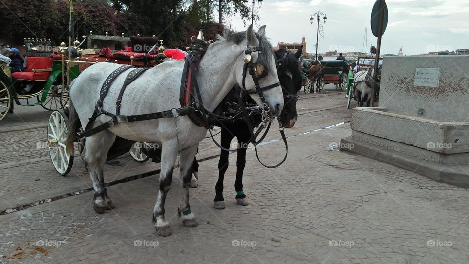 white and black horses.