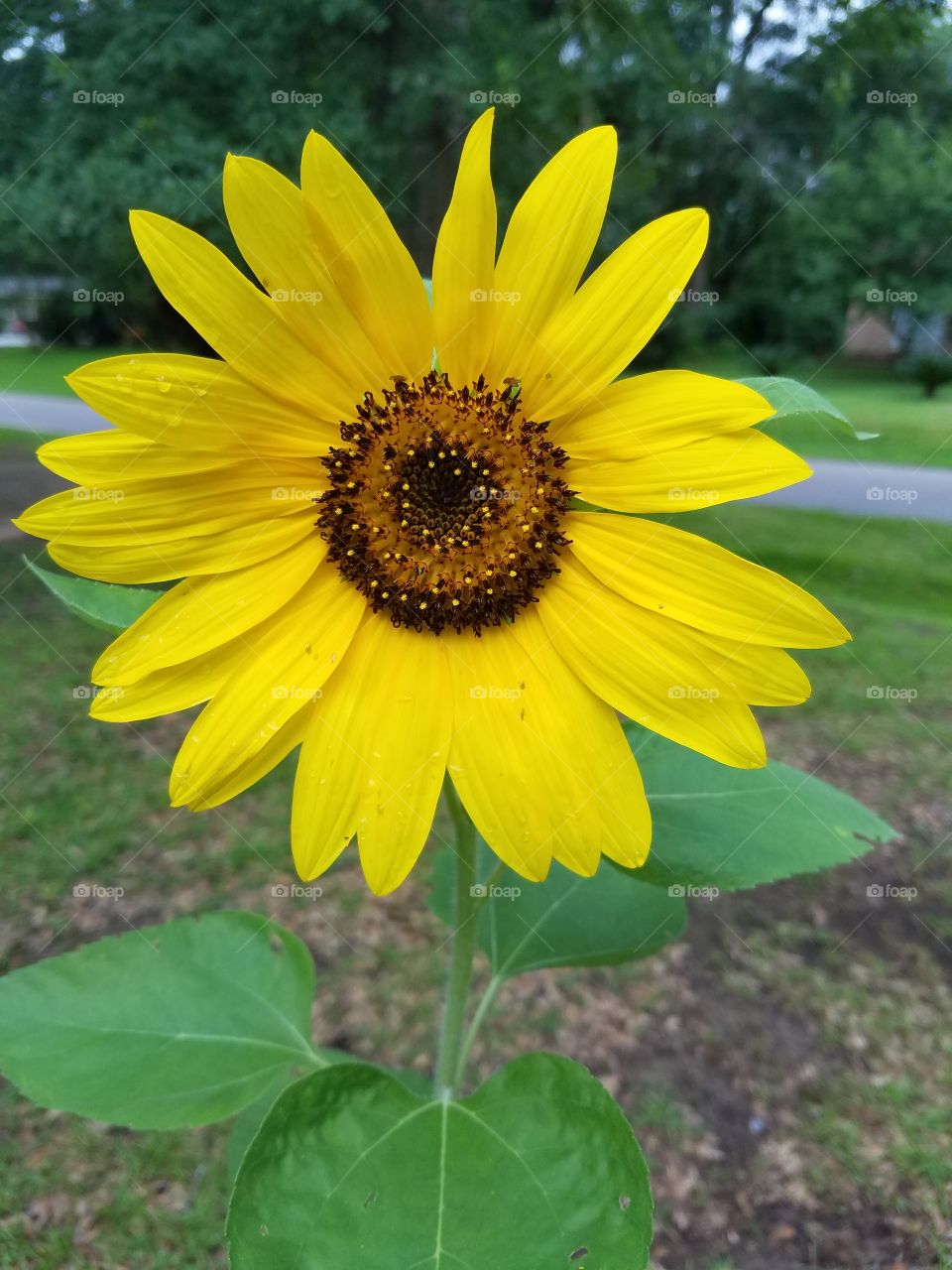 Alabama sunflower