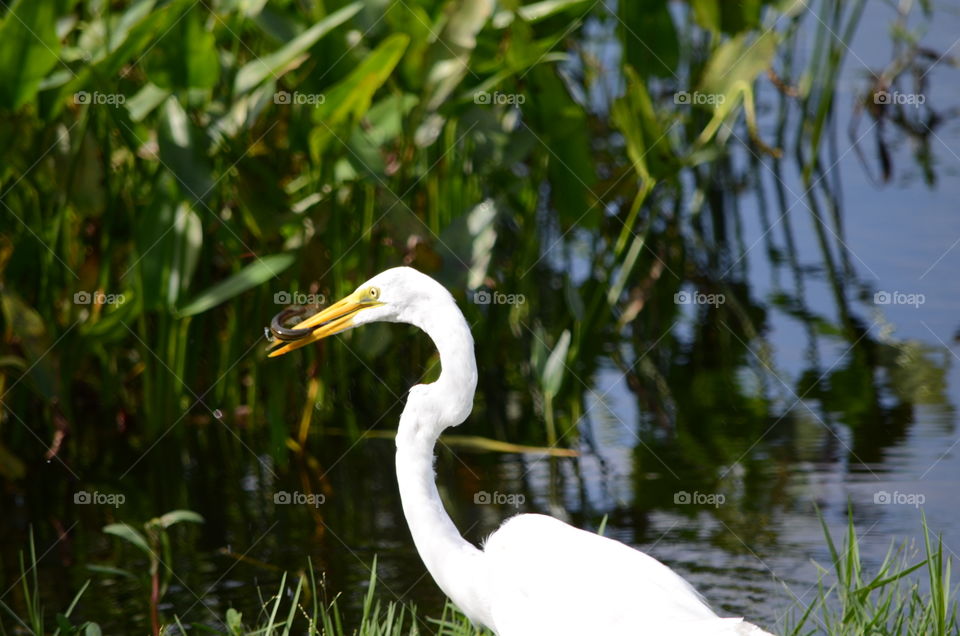 heron eating