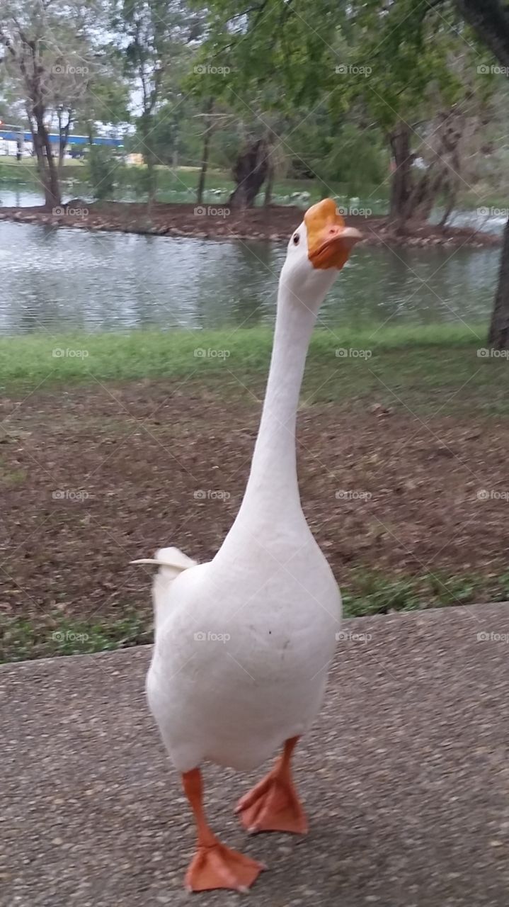 Getting chased by Goose. Goose stretching out his neck.