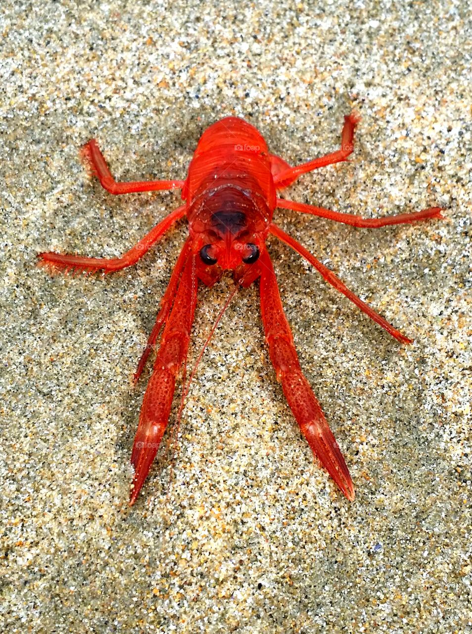 Crustacean
