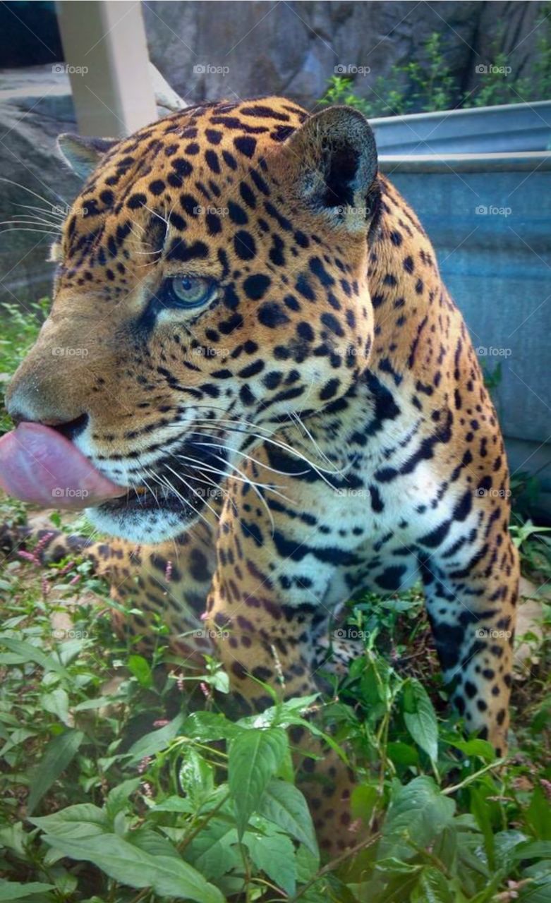 Jaguar