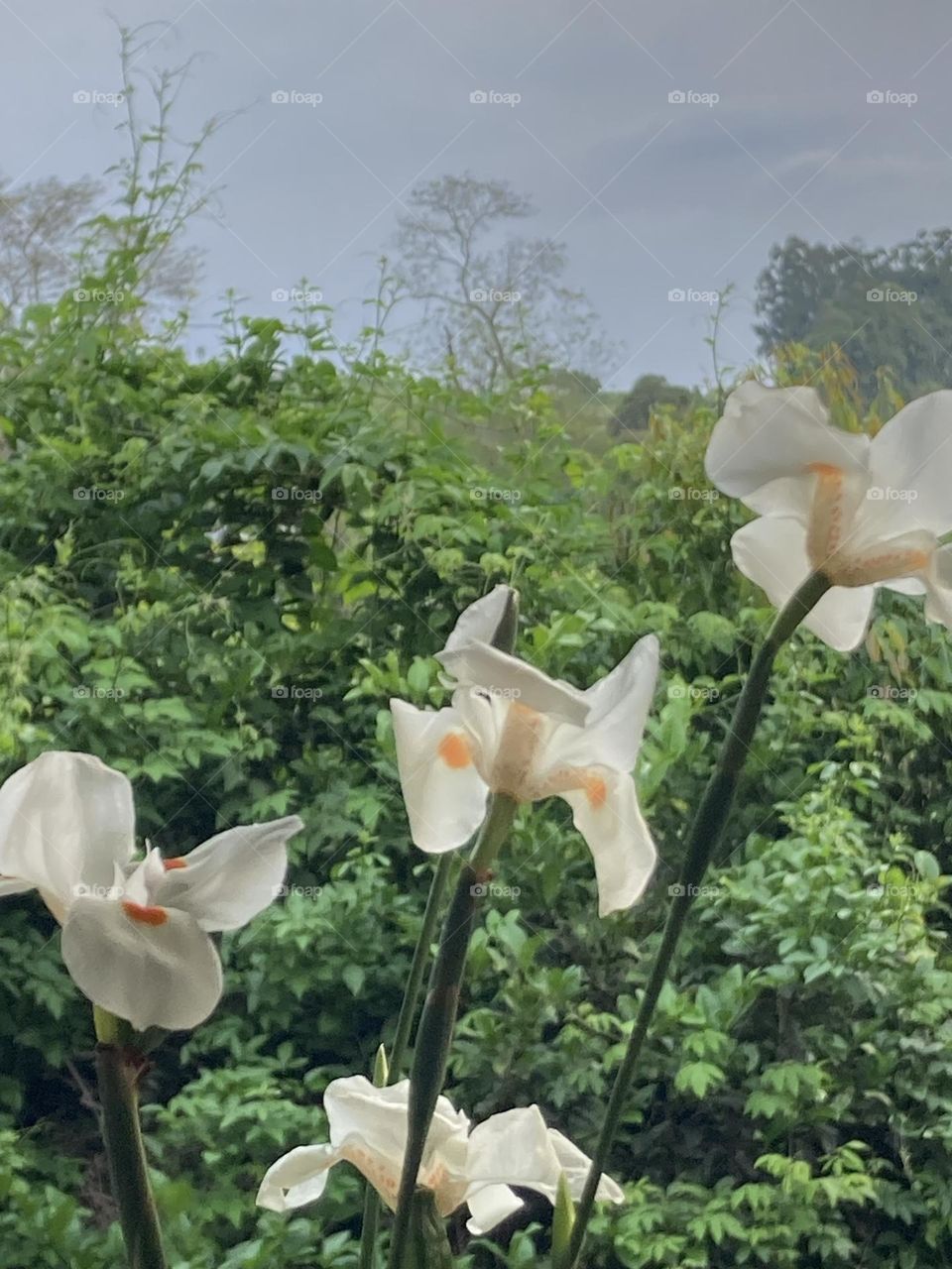 Flores de moreia branca em seu hábitat próximas a uma mata.