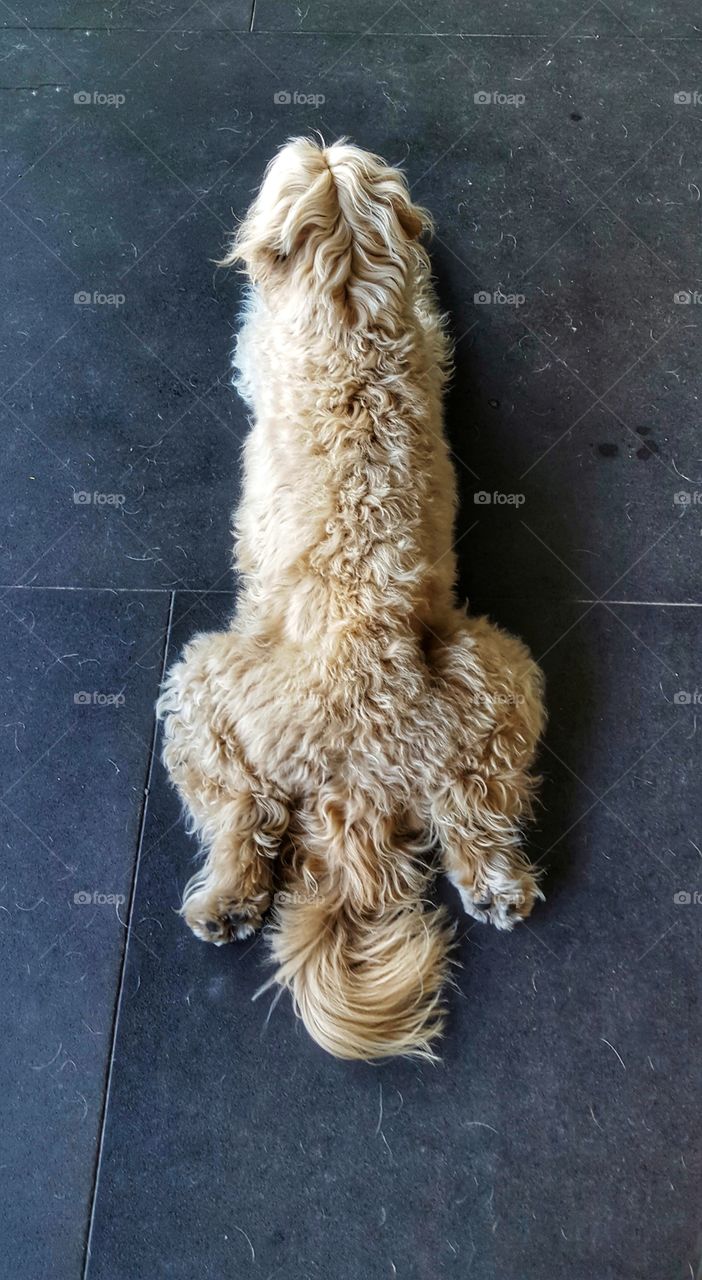 Let Sleeping Dogs Lie