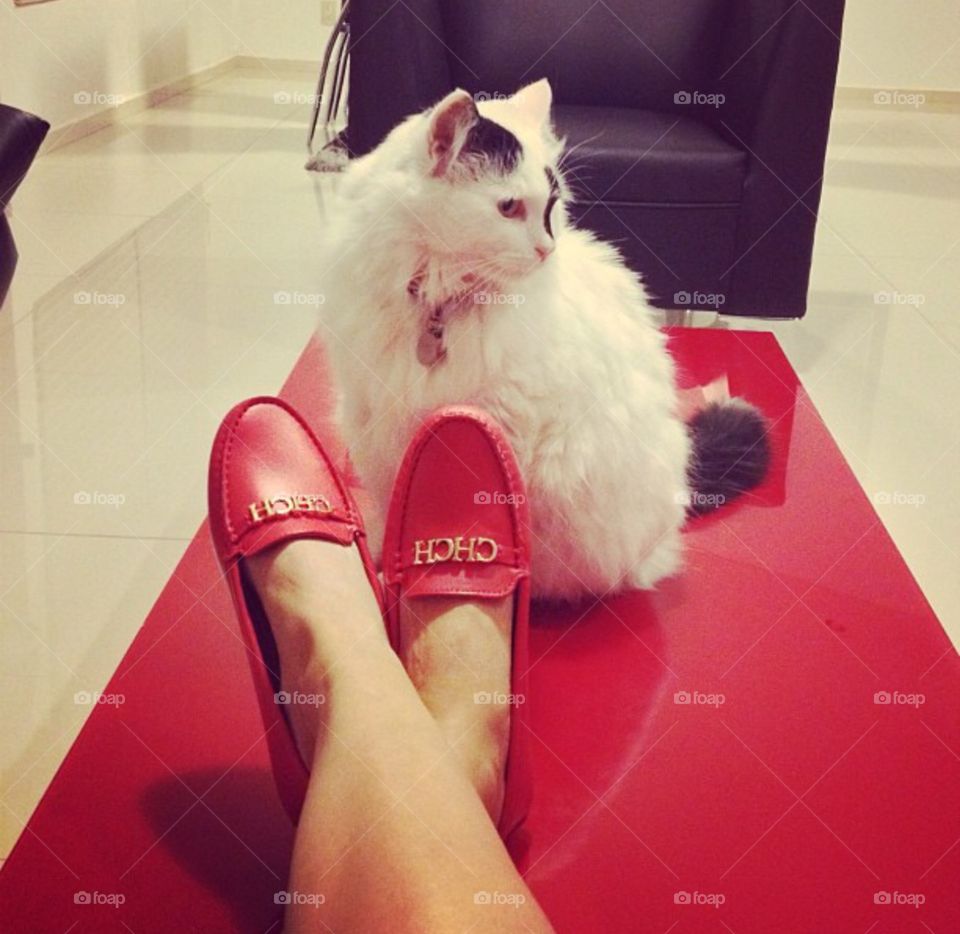 Cat. Just taking picture her shoes 
