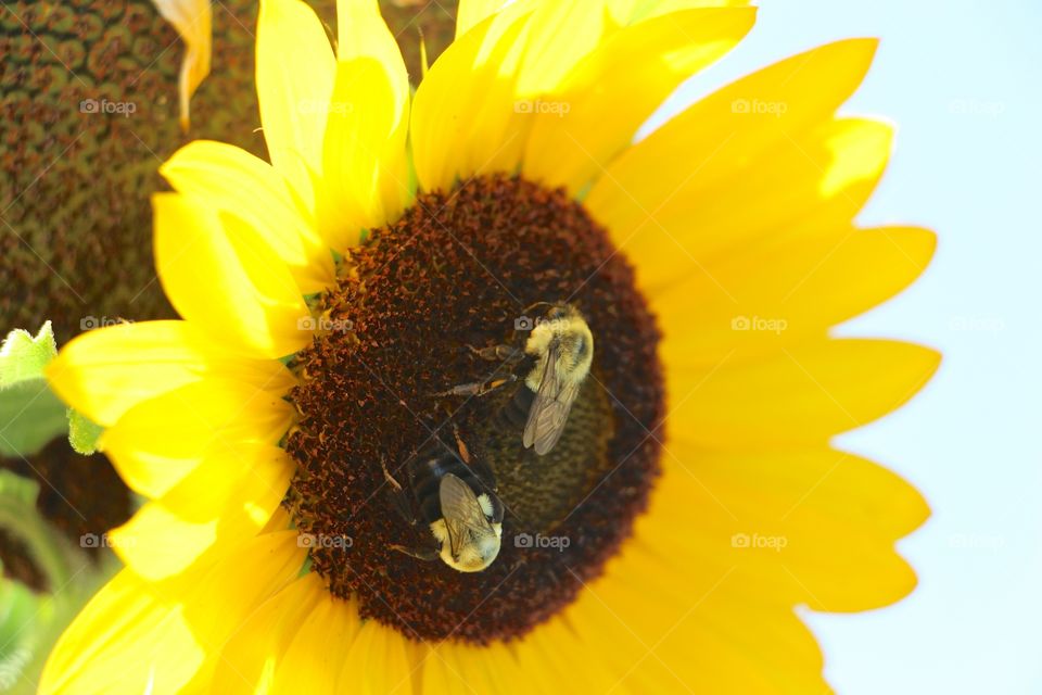 Happy to be pollinated