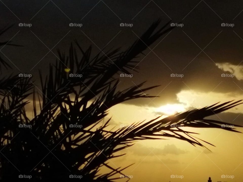 Palm trees and beautiful sunset.