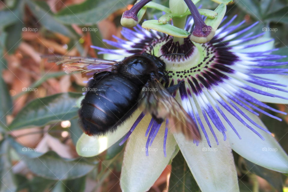 Passion flower with a bumble bee