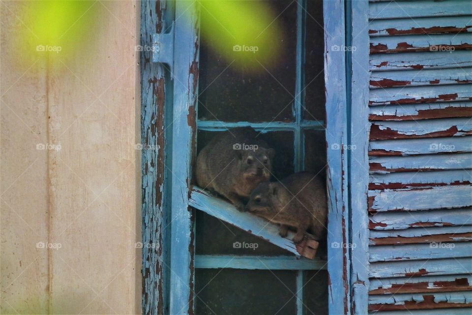Just checking out the window making sure we are ready for the evening.  Now let's sit and relax till the last sunbeams are gone.