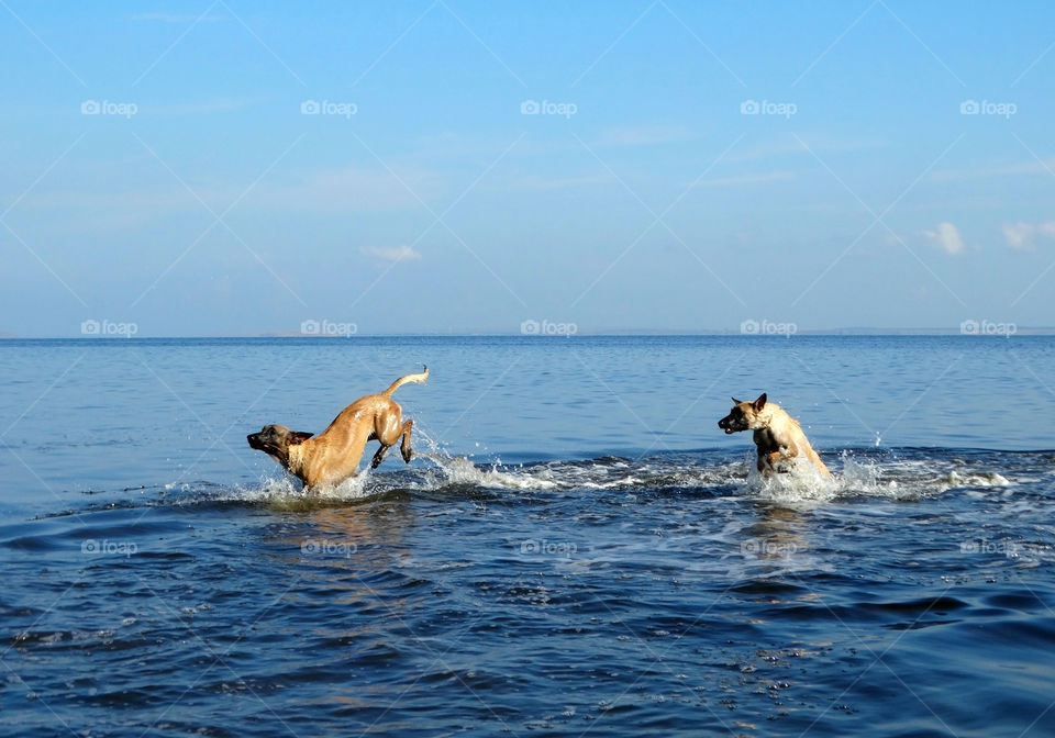 Dogs shepherd malinois