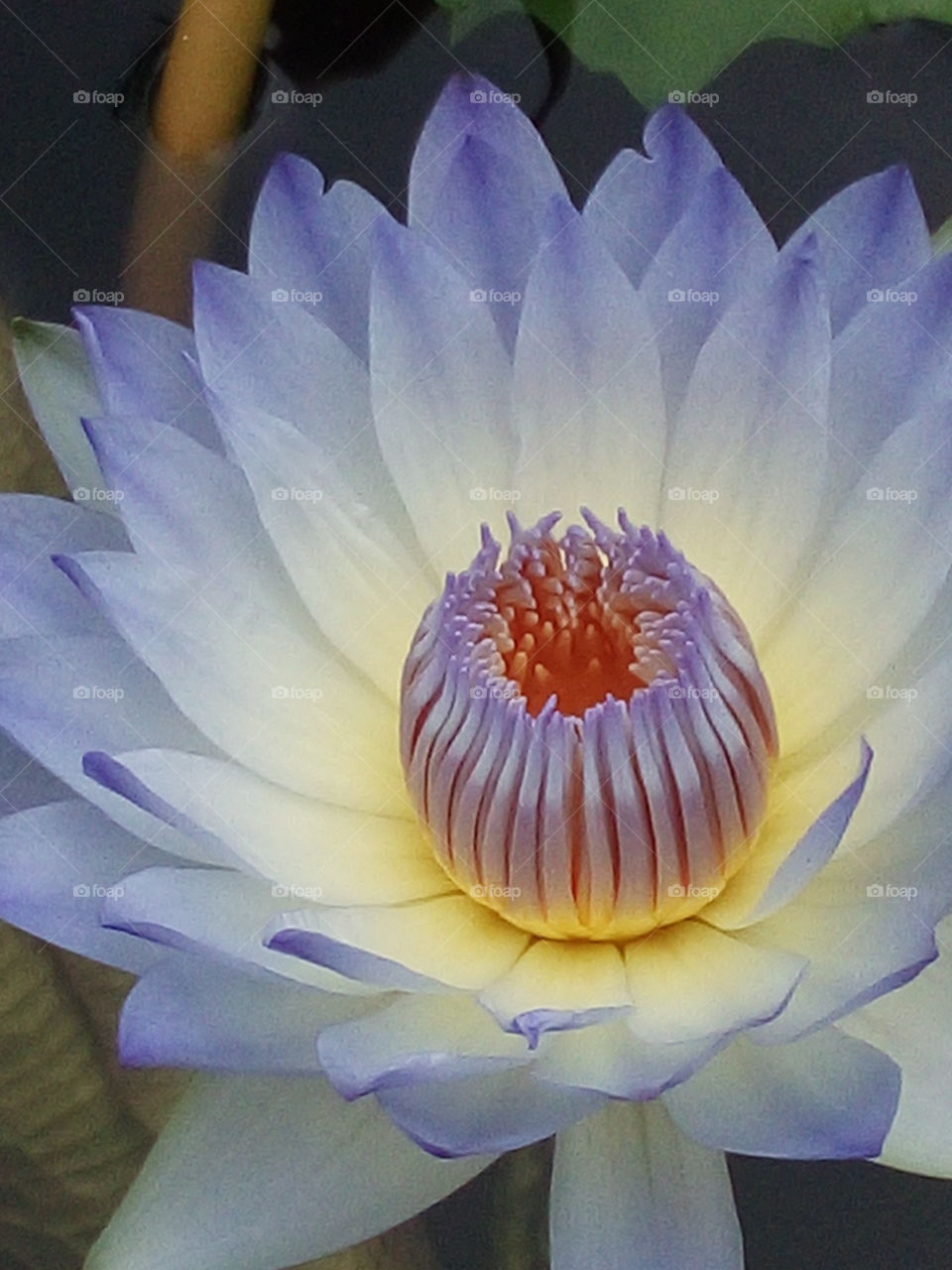 Beautiful lotus flower nature pollen