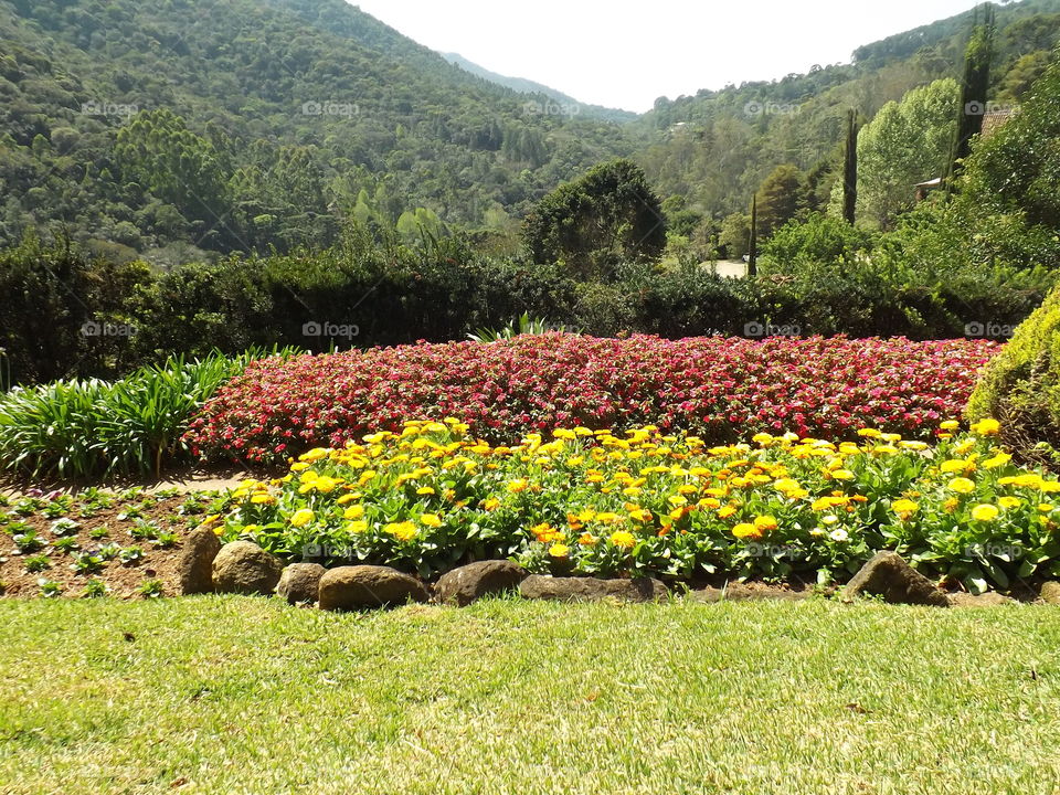 Calendula officinalis, known as marigold or daisy. Coloring a beautiful garden.