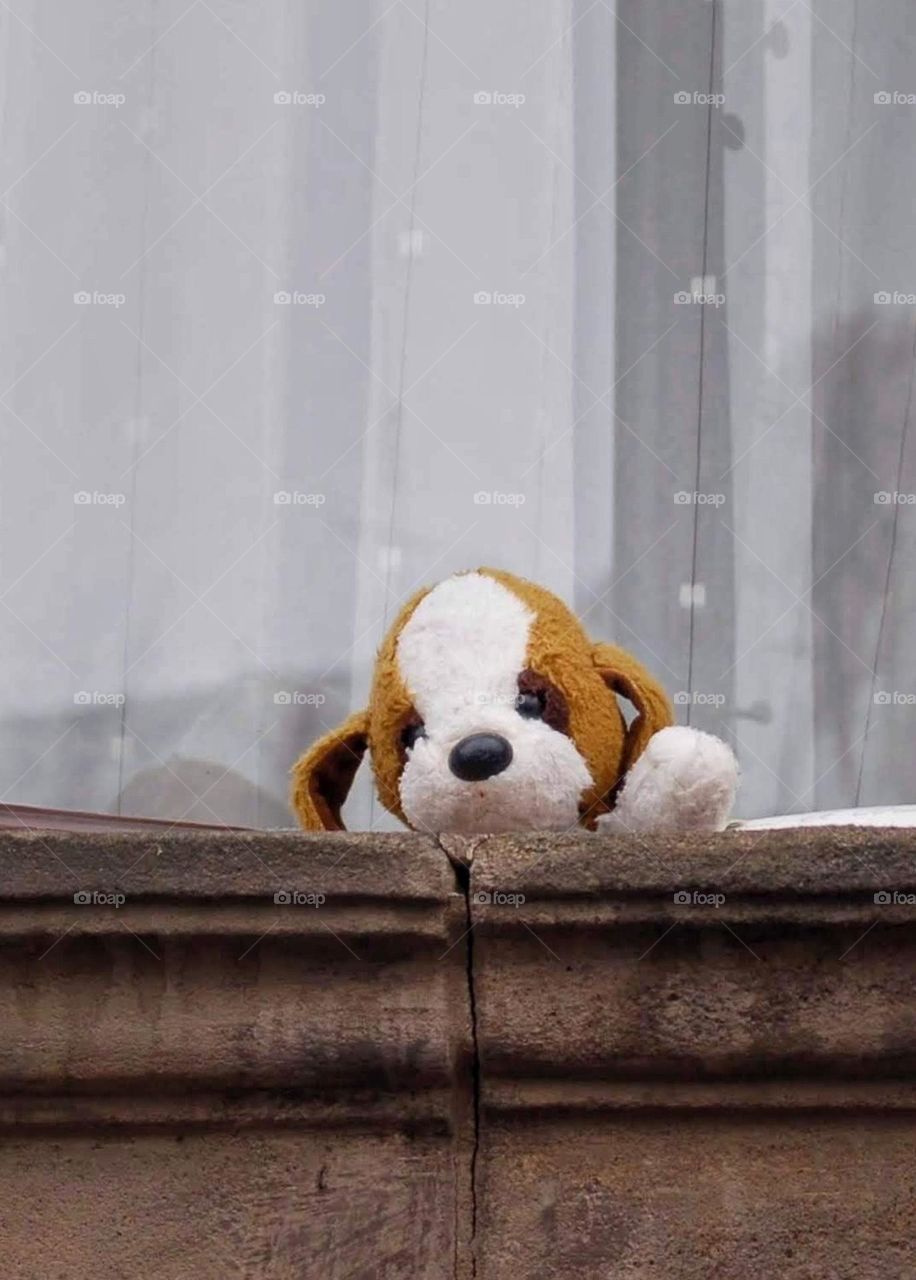 Puppy soft toy. Home alone