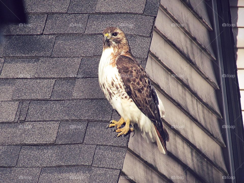 Hawk on the neighbor’s roof 