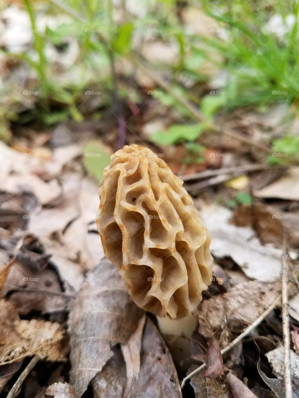 Morel