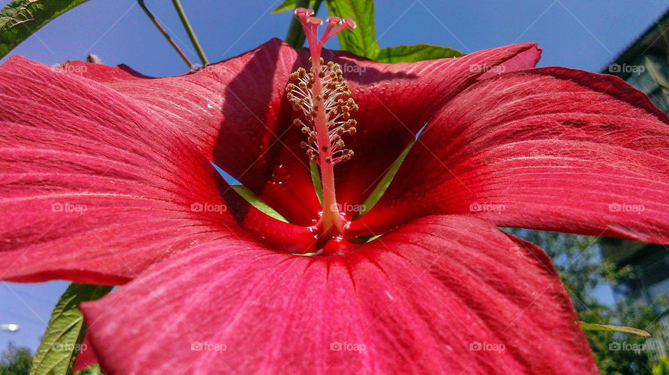 Red hibiscus flower macro