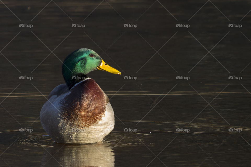 Mallard duck enjoying the sun- gräsand njuter av solen