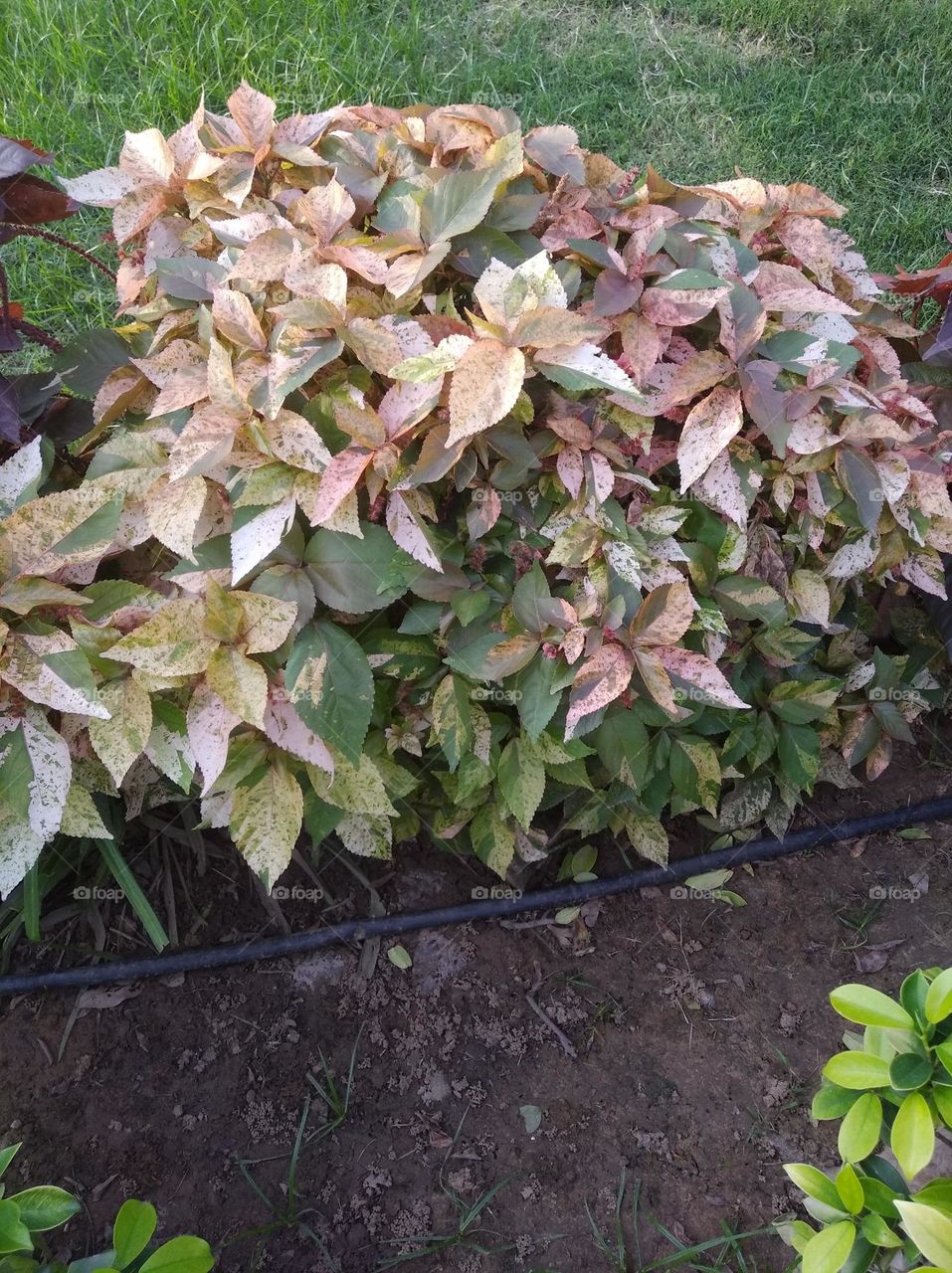 brown leaves shurb small size looks very beautiful generally found everywhere seasonal