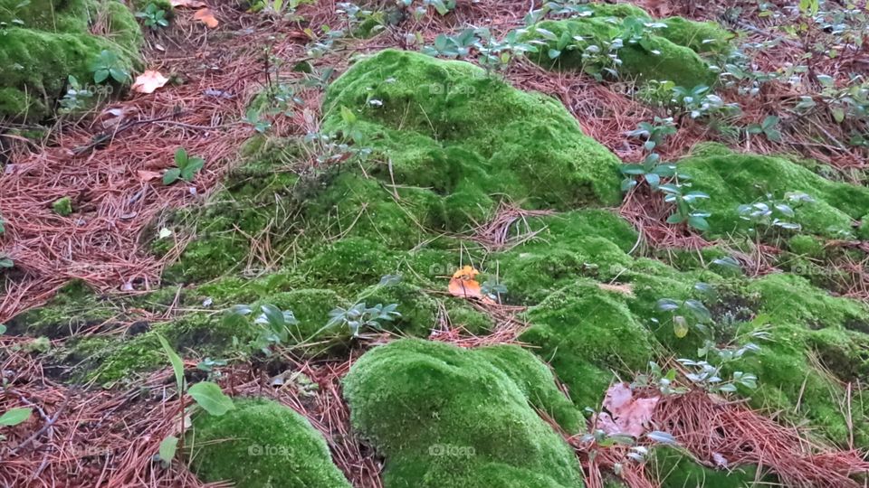 Moss so soft on hill