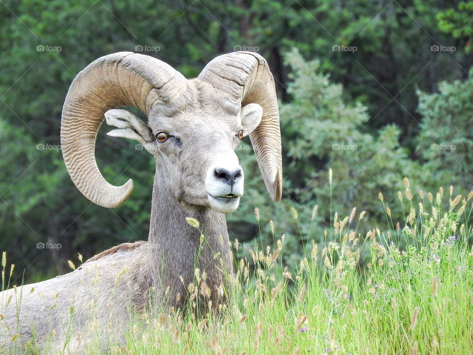 Rocky Mountain Sheep Radium BC