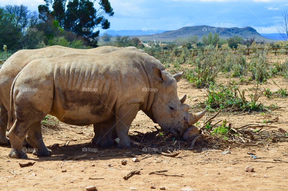 Close-up of two rhinoceros