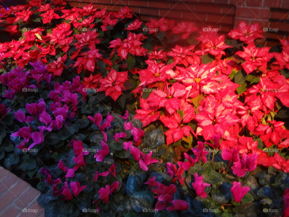 Poinsettias and Cyclamen