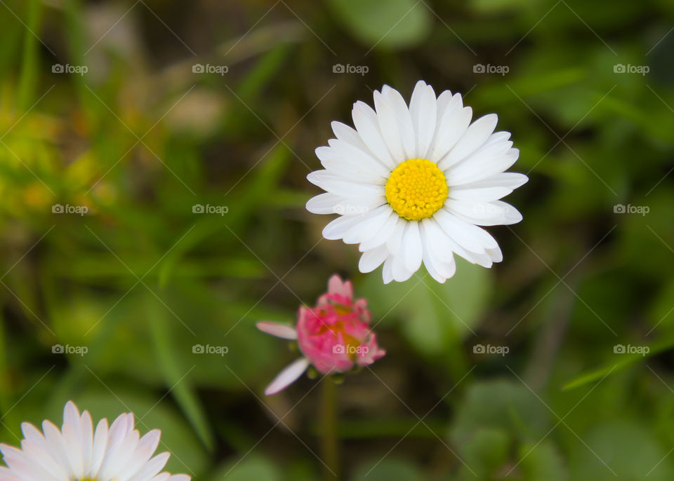 Daisy flower - herald of spring