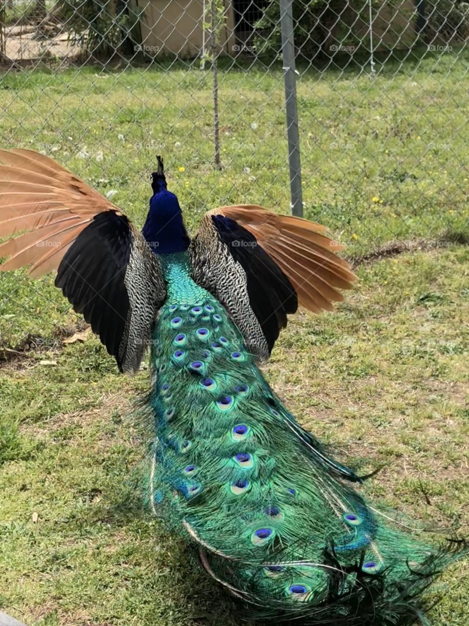 Peacock 