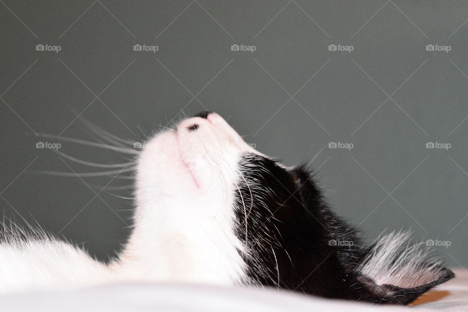 Profile cat