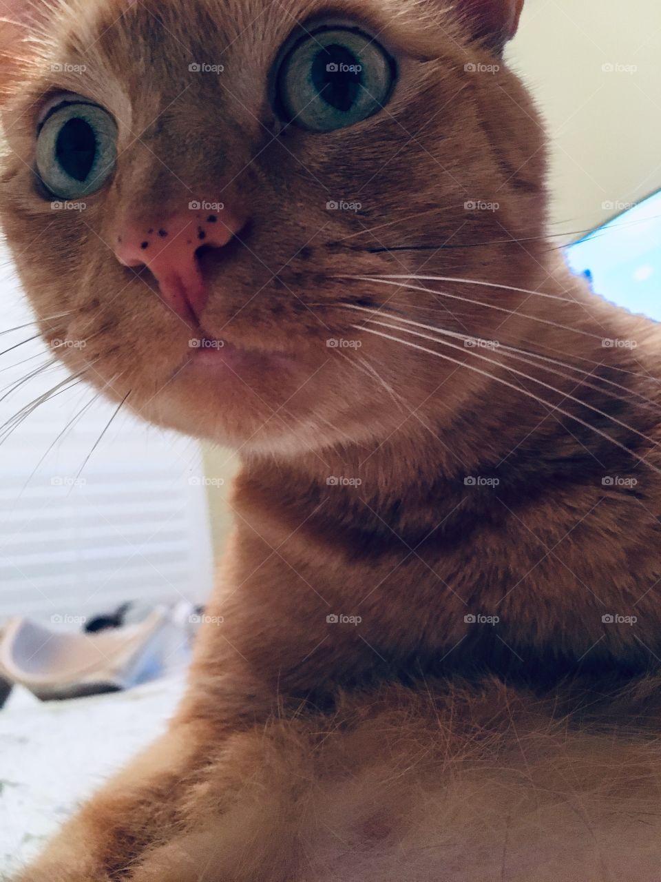 Orange ginger kitty looking like she got caught 