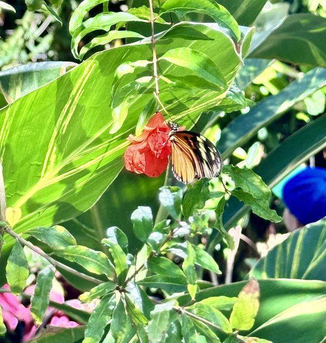 Butterfly in nature 