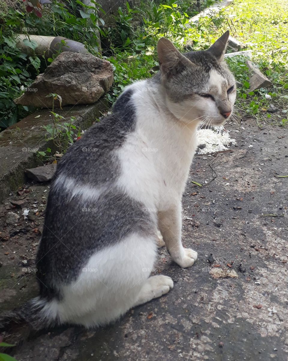 Cats are carnivorous animals but many people keep them and are liked because they are tame and fun to play with.