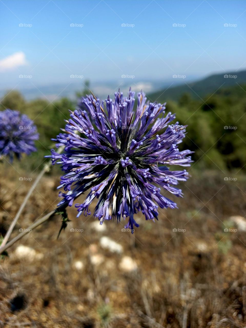 Echinops ritro