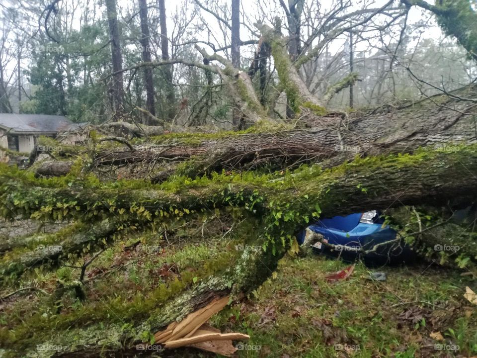 Tree Falls on Car