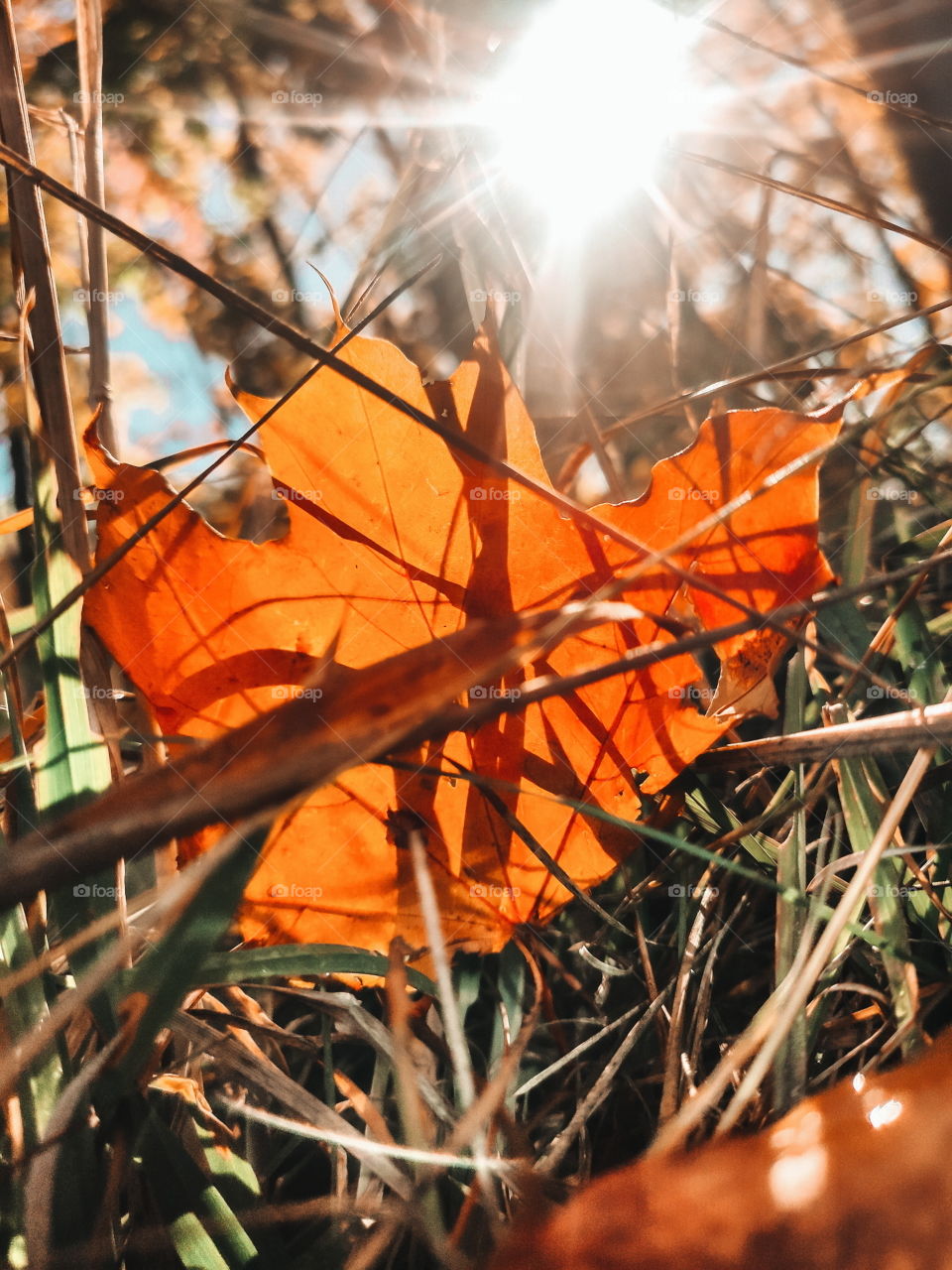 Autumn leaf in the sun