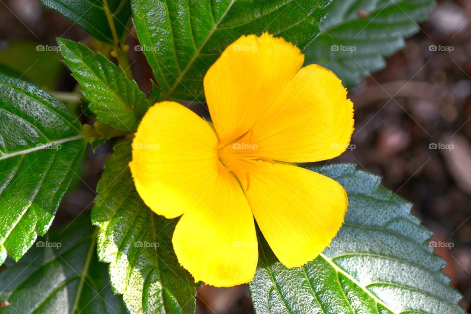 yellow flower buttercup. Cuban Buttrrcup Florida