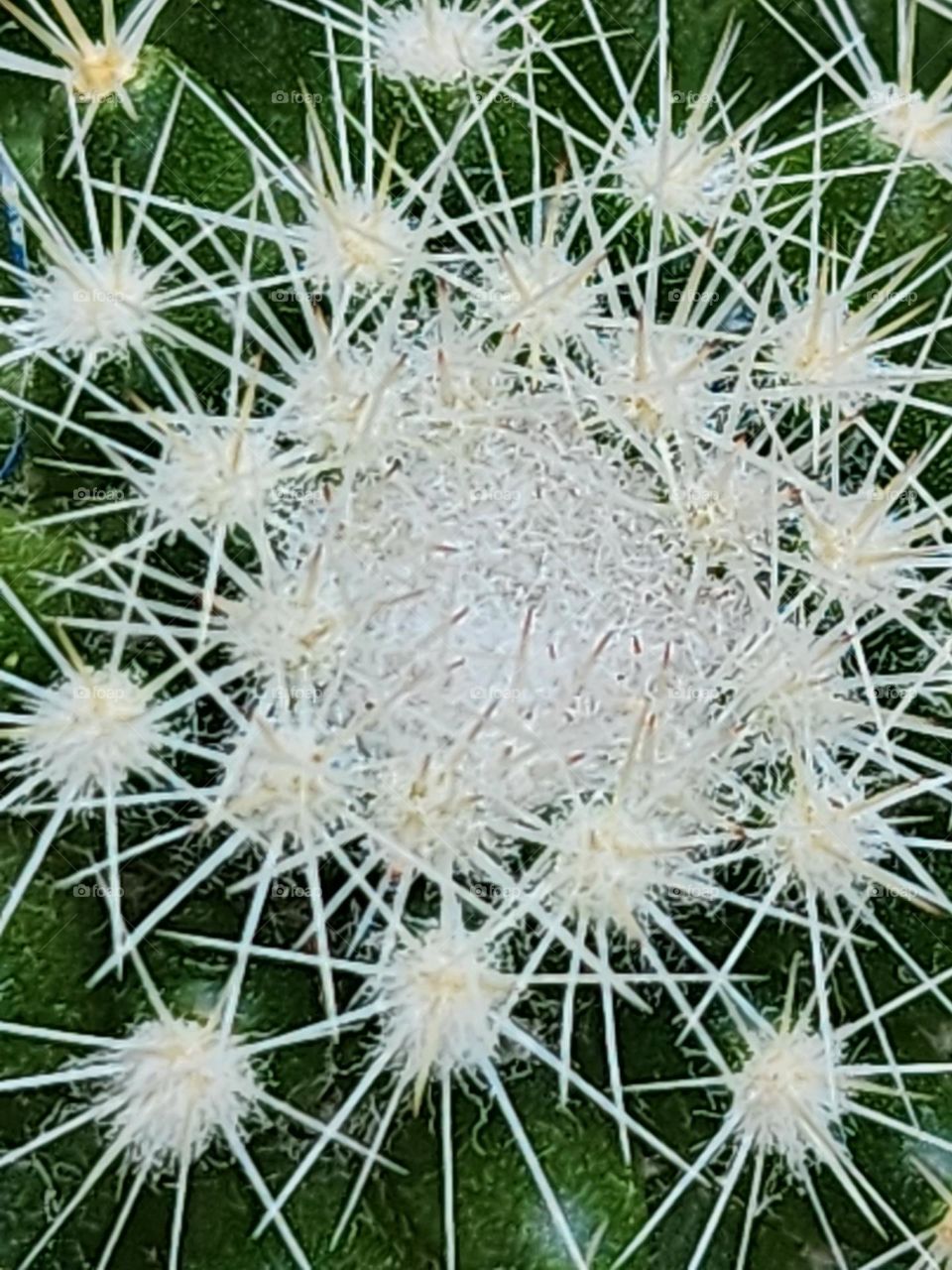 cactus network