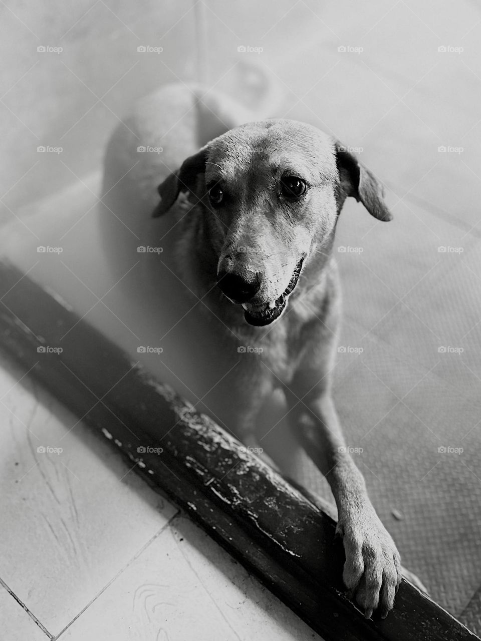 Animal photography - Dog - Monochromatic- BW style 