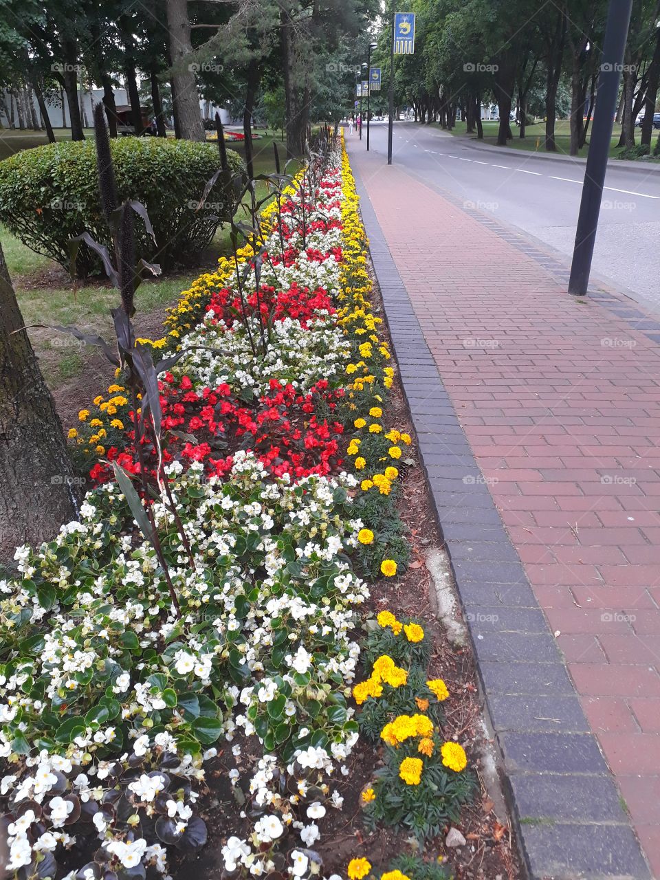 blossom in Birštonas