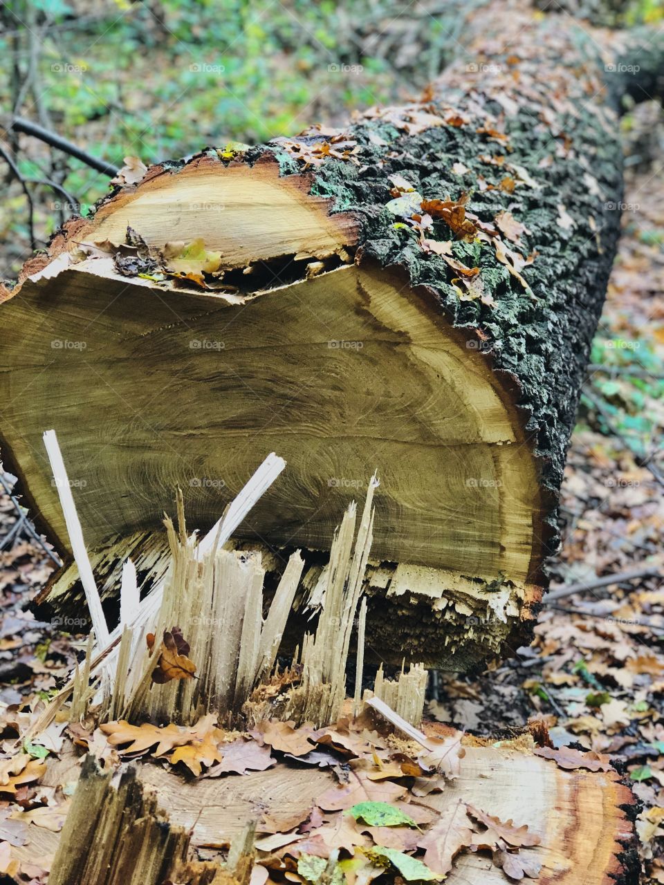 Fallen tree