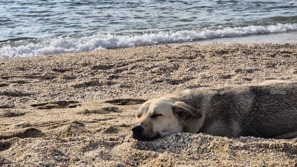 Dog on the beach