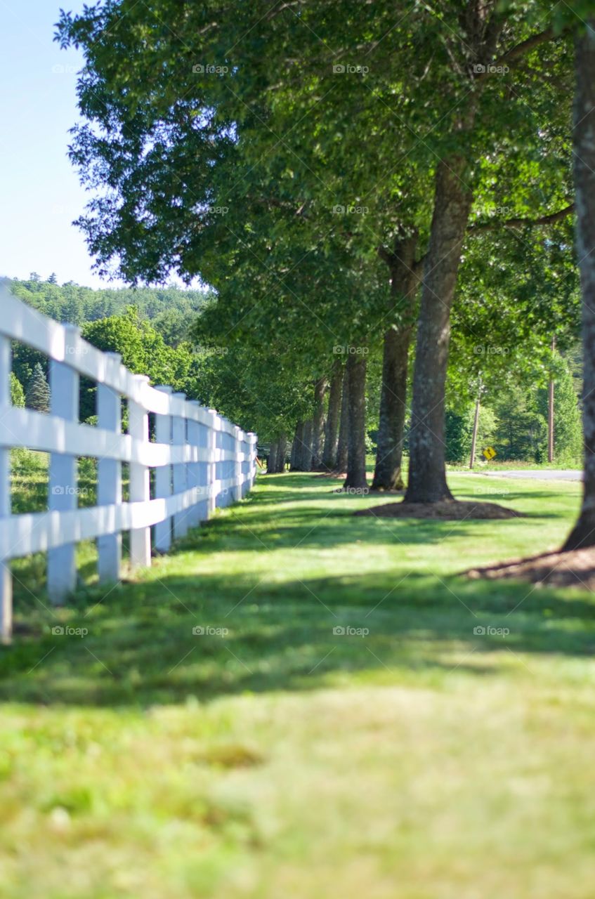 fence. saw a great fence and trees