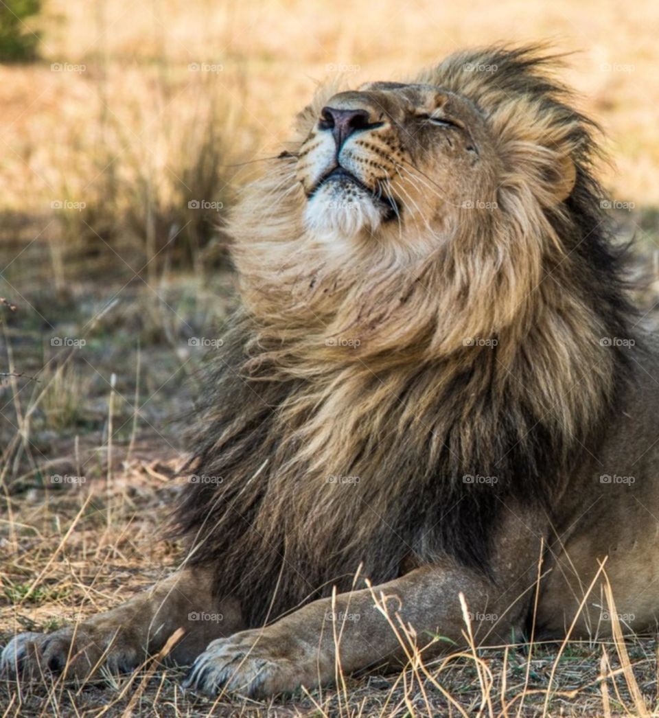 it signifies confidence and calmness needed in one's life.