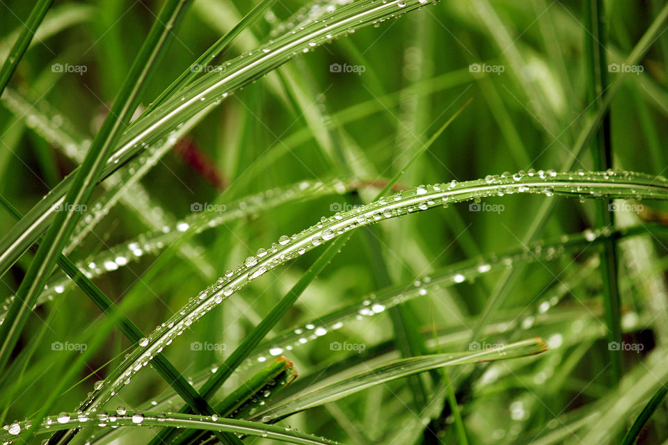 grass with water drops