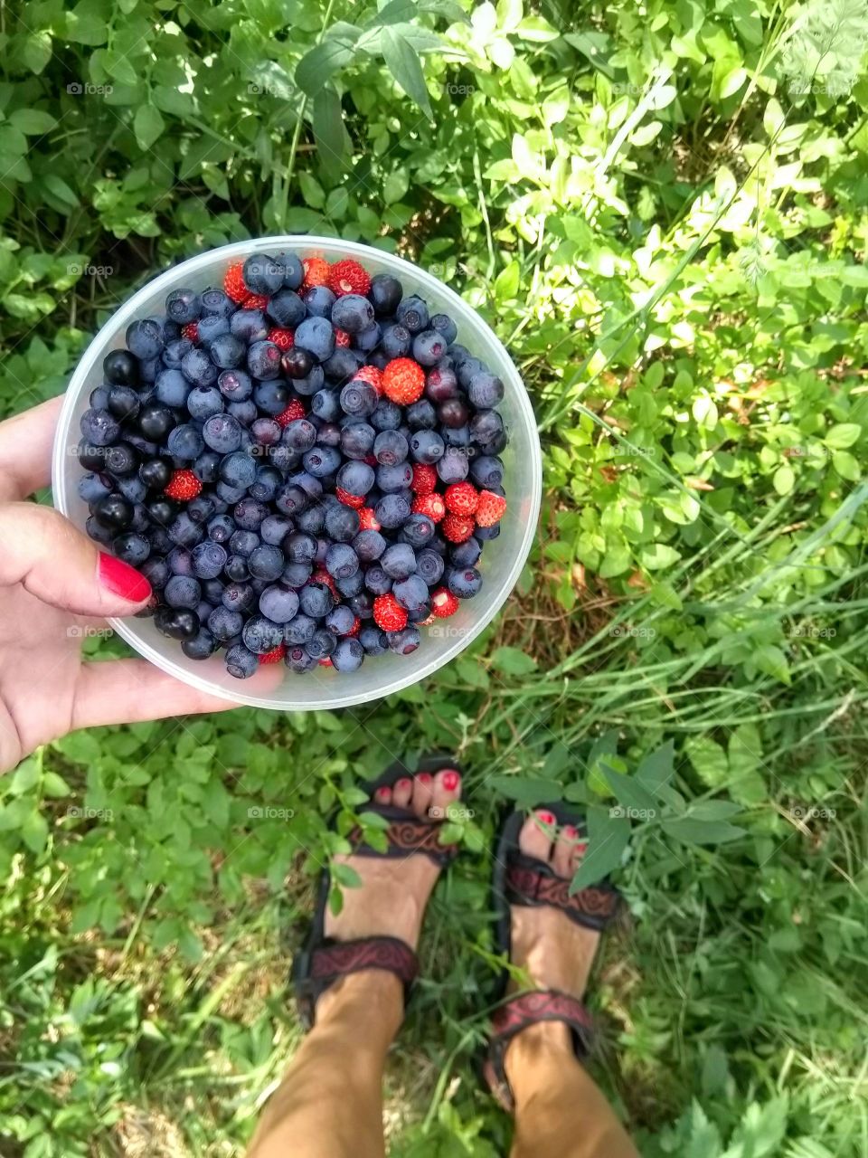 blueberries with wild strawberries in the hands collection in the forest top view