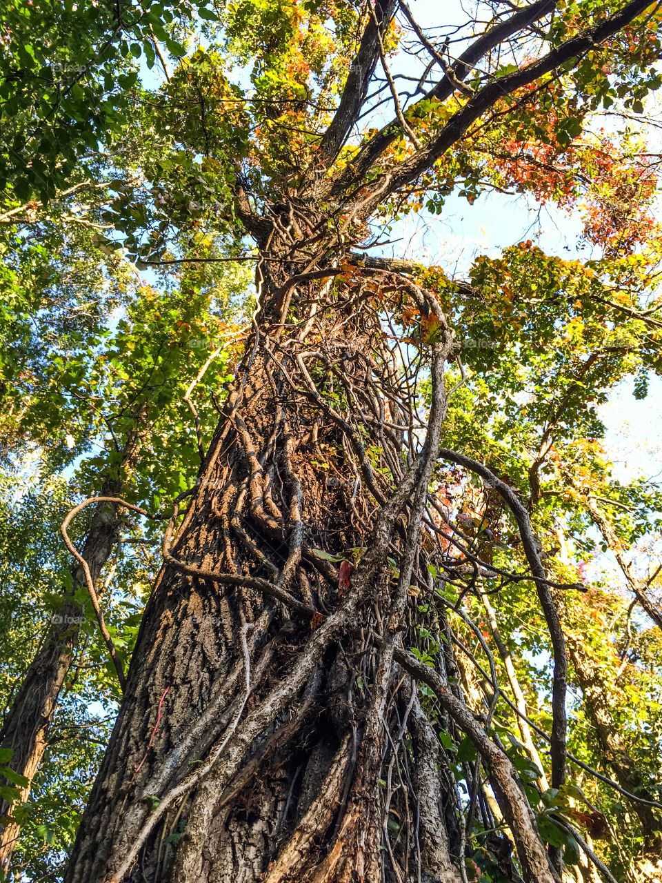 Low angle view of big tree