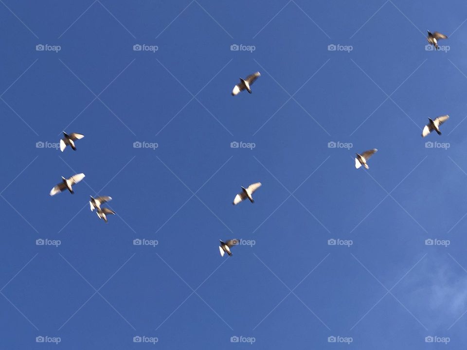 a flock of pigeons flying cross the sky 